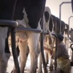 Producción de leche Tucumán dejó de ser rentable por asfixia fiscal y desfasaje de precios