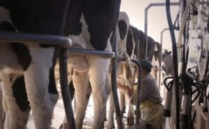 Producción de leche Tucumán dejó de ser rentable por asfixia fiscal y desfasaje de precios