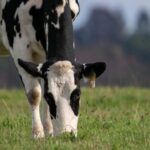 Producción mundial de leche en 2026 subida histórica del 4,3% impulsada por Europa y Argentina