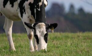 Producción mundial de leche en 2026 subida histórica del 4,3% impulsada por Europa y Argentina