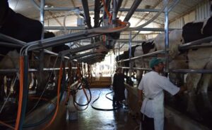 Récord histórico en Uruguay La remisión de leche se expande un 9,7% en abril