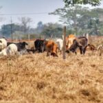 Sequía extrema amenaza a 6.400 ganaderos y proyectan subas de hasta 80% en leche y queso 1 Sequía extrema amenaza a 6.400 ganaderos y proyectan subas de hasta 80% en leche y queso