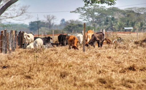 Sequía extrema amenaza a 6.400 ganaderos y proyectan subas de hasta 80% en leche y queso