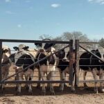 UE-Mercosur y Beef on Dairy rediseña