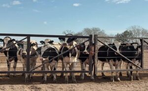 UE-Mercosur y Beef on Dairy rediseña