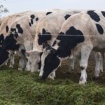 Alerta en Entre Ríos suben los lácteos en góndola pero el precio al productor sigue congelado