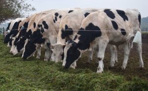 Alerta en Entre Ríos suben los lácteos en góndola pero el precio al productor sigue congelado