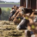 Arla y DMK crean un gigante lácteo de más de €20.000 millones
