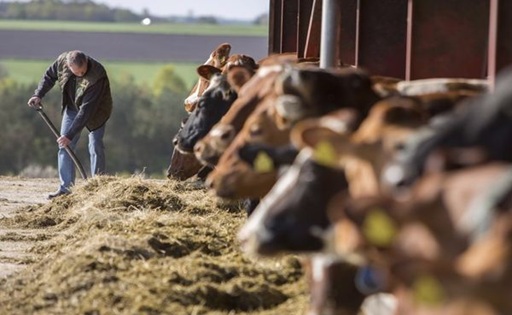 Arla y DMK crean un gigante lácteo de más de €20.000 millones