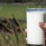 Calidad de leche con más sólidos útiles logran mejores precios