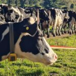 Chile aumenta 4% la recepción de leche en el primer cuatrimestre