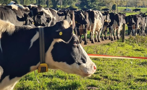 Chile aumenta 4% la recepción de leche en el primer cuatrimestre