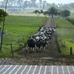 Coleme encuentra una salida acuerda con Urulact y retoma parte de su actividad en Melo