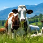 Con 11 vacas, un productor colombiano resiste la crisis lechera 1 Con 11 vacas, un productor colombiano resiste la crisis lechera