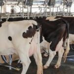 Exportaciones lácteas de Uruguay crecieron 3% en 2026