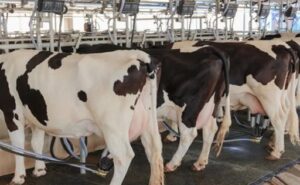 Exportaciones lácteas de Uruguay crecieron 3% en 2026