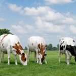 Holstein la genética que impulsa la nueva lechería colombiana