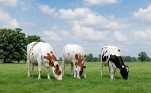 Holstein la genética que impulsa la nueva lechería colombiana