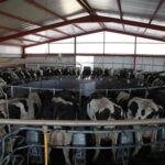 Industria y supermercados bajo presión por la caída del precio de la leche en España