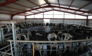 Industria y supermercados bajo presión por la caída del precio de la leche en España