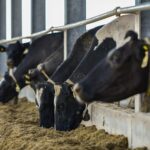 La inversión extranjera redefine la industria láctea argentina y pone el foco en la Cuenca Central 2 La inversión extranjera redefine la industria láctea argentina y pone el foco en la Cuenca Central