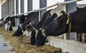 La inversión extranjera redefine la industria láctea argentina y pone el foco en la Cuenca Central