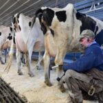 La leche en Brasil entra en zona crítica y productores alertan por cierres masivos