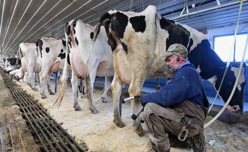 La leche en Brasil entra en zona crítica y productores alertan por cierres masivos