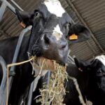 La lechería argentina produce más, pero los tambos atraviesan su peor rentabilidad en años