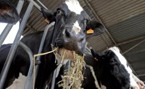 La lechería argentina produce más, pero los tambos atraviesan su peor rentabilidad en años