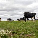 La proteína cambia las reglas del mercado lácteo mundial 1 La proteína cambia las reglas del mercado lácteo mundial