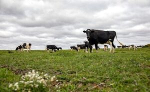 La proteína cambia las reglas del mercado lácteo mundial
