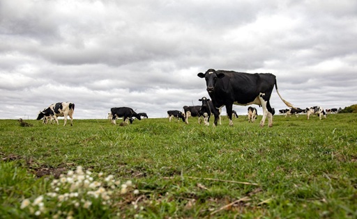 La proteína cambia las reglas del mercado lácteo mundial