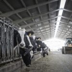 Leche en España los precios caen hasta nueve céntimos