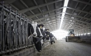 Leche en España los precios caen hasta nueve céntimos