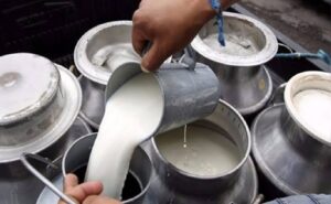 Lecheros bolivianos se declaran en quiebra y piden un plan de rescate tras 53 días de bloqueos