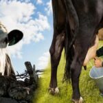 Más de 14 mil ganaderos sostienen la producción lechera del Huila