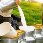 Mercado lácteo colombiano muestra señales de recuperación, pero enfrenta desafíos clave
