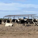 Modelo dry lot la transformación que triplicó el potencial productivo de una familia lechera