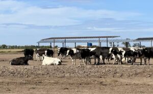 Modelo dry lot la transformación que triplicó el potencial productivo de una familia lechera