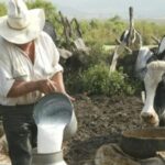 Perú produce 2,2 millones de toneladas de leche, pero consume menos de lo recomendado 2 Perú produce 2,2 millones de toneladas de leche, pero consume menos de lo recomendado