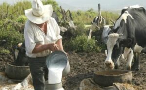 Perú produce 2,2 millones de toneladas de leche, pero consume menos de lo recomendado