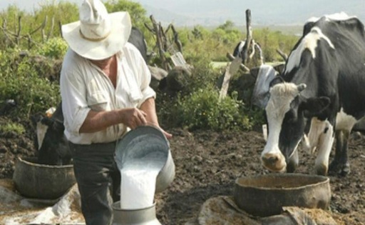 Perú produce 2,2 millones de toneladas de leche, pero consume menos de lo recomendado