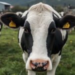 Precio de la leche en Chile sigue sin repuntar y acumula caída de 1,8% en 2026