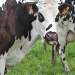 Producción lechera uruguaya crece 14%, pero aumentan las alertas por costos