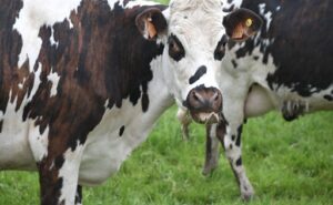 Producción lechera uruguaya crece 14%, pero aumentan las alertas por costos