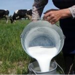 Productores peruanos denuncian falta de apoyo estatal y abandono de la lechería