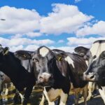 Rabobank: la producción mundial de leche perdería impulso en 2026 1 Rabobank la producción mundial de leche perdería impulso en 2026