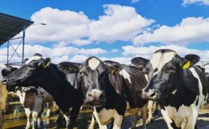 Rabobank la producción mundial de leche perdería impulso en 2026
