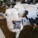 Radiografía de la lechería española: cae el precio y se vende menos leche 4 Radiografía de la lechería española cae el precio y se vende menos leche